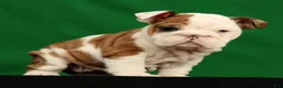 English Bulldog dogs for sale: Autumn - Ad 2