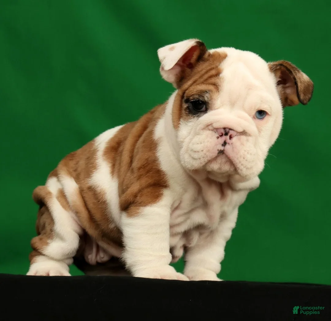 English Bulldog dogs for sale: Autumn - Ad 2
