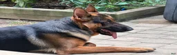 German Shepherd dogs for sale: German Shepherd 3 - Ad 7