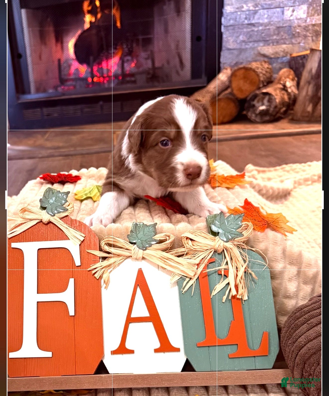Australian Shepherd dogs for sale: Australian Shepherd 1 - Ad 23