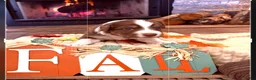 Australian Shepherd dogs for sale: Australian Shepherd 1 - Ad 1