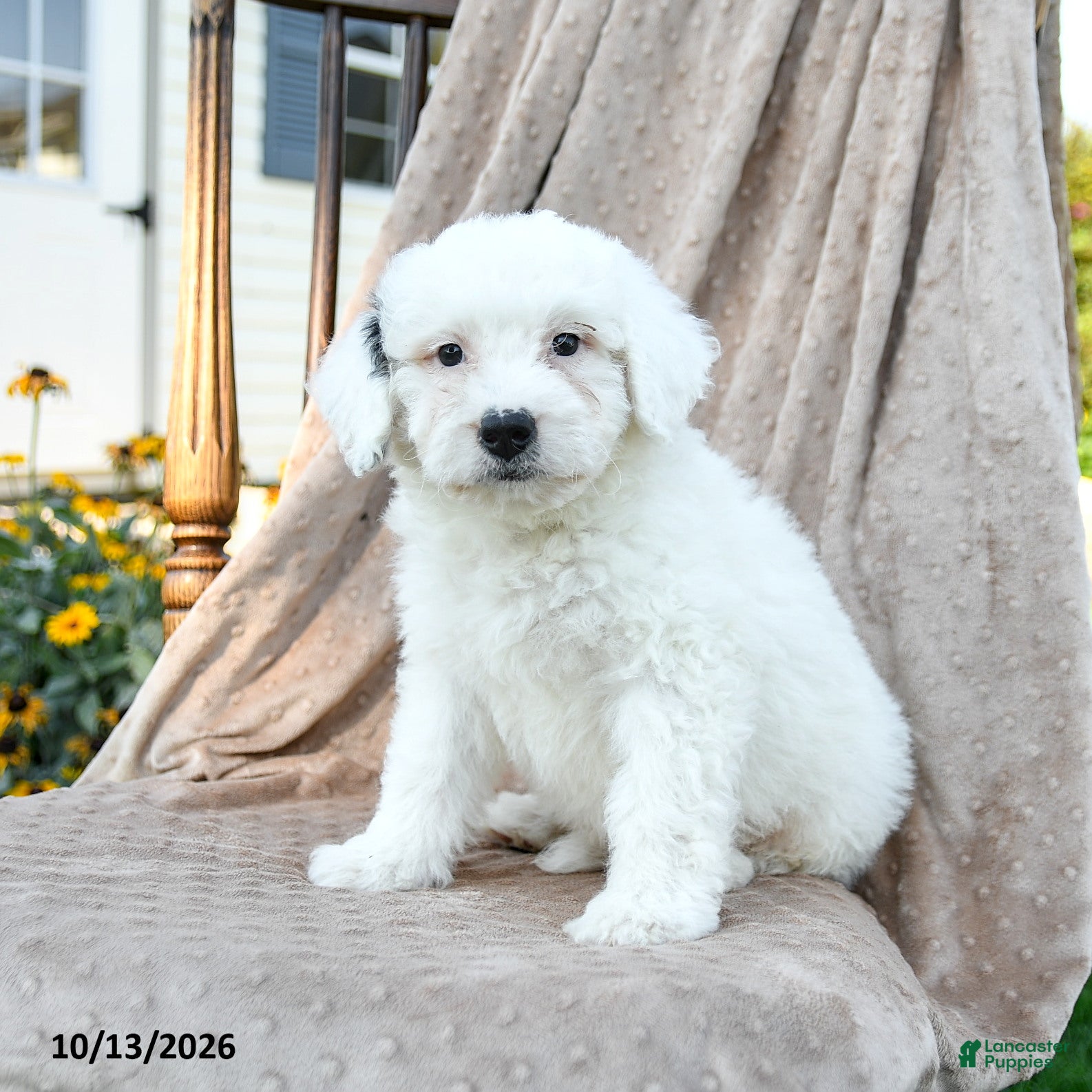 Mini Bernedoodle dogs Dash - Ad 2