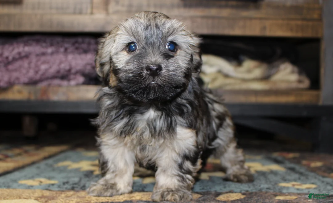 Havanese dogs for sale: Milo - Ad 2