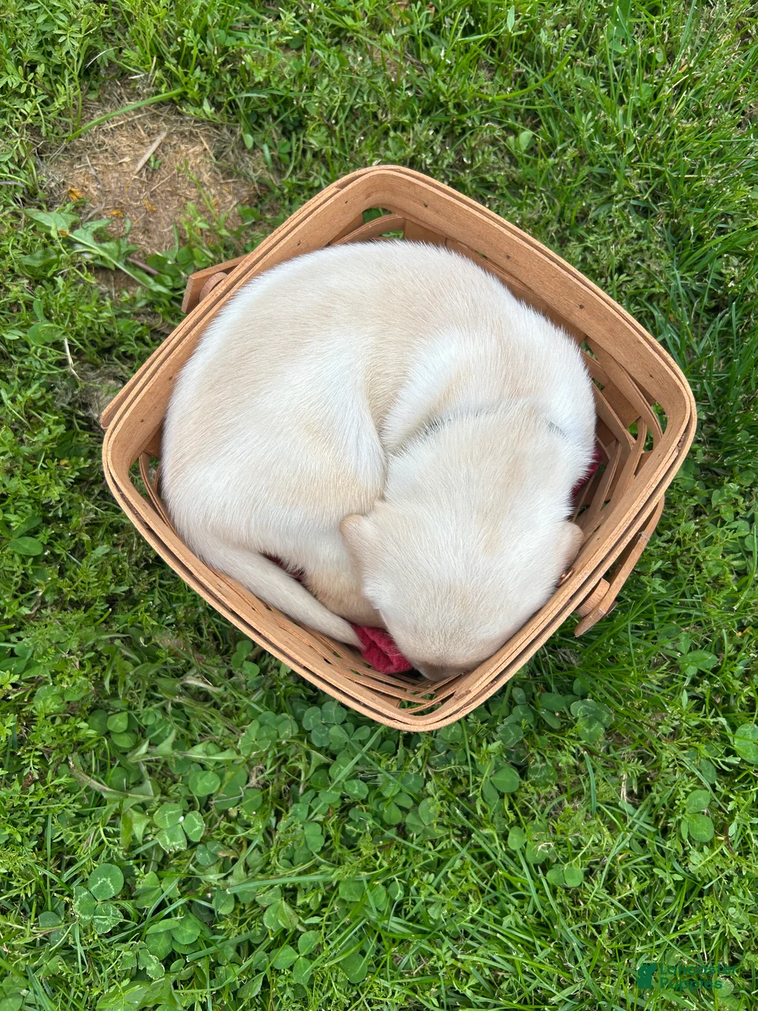 Labrador Retriever dogs for sale: Woodrow Wilson - Gray - Ad 2