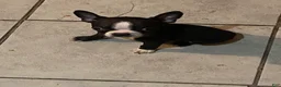 Boston Terrier dogs for sale: Boston Terrier 1 - Ad 2