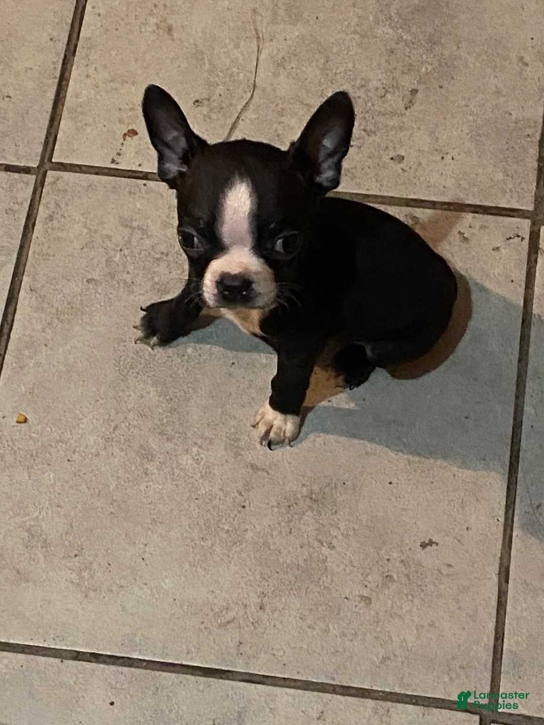 Boston Terrier dogs for sale: Boston Terrier 1 - Ad 2