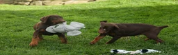 Doberman Pinscher dogs for sale: PENNY - Ad 19