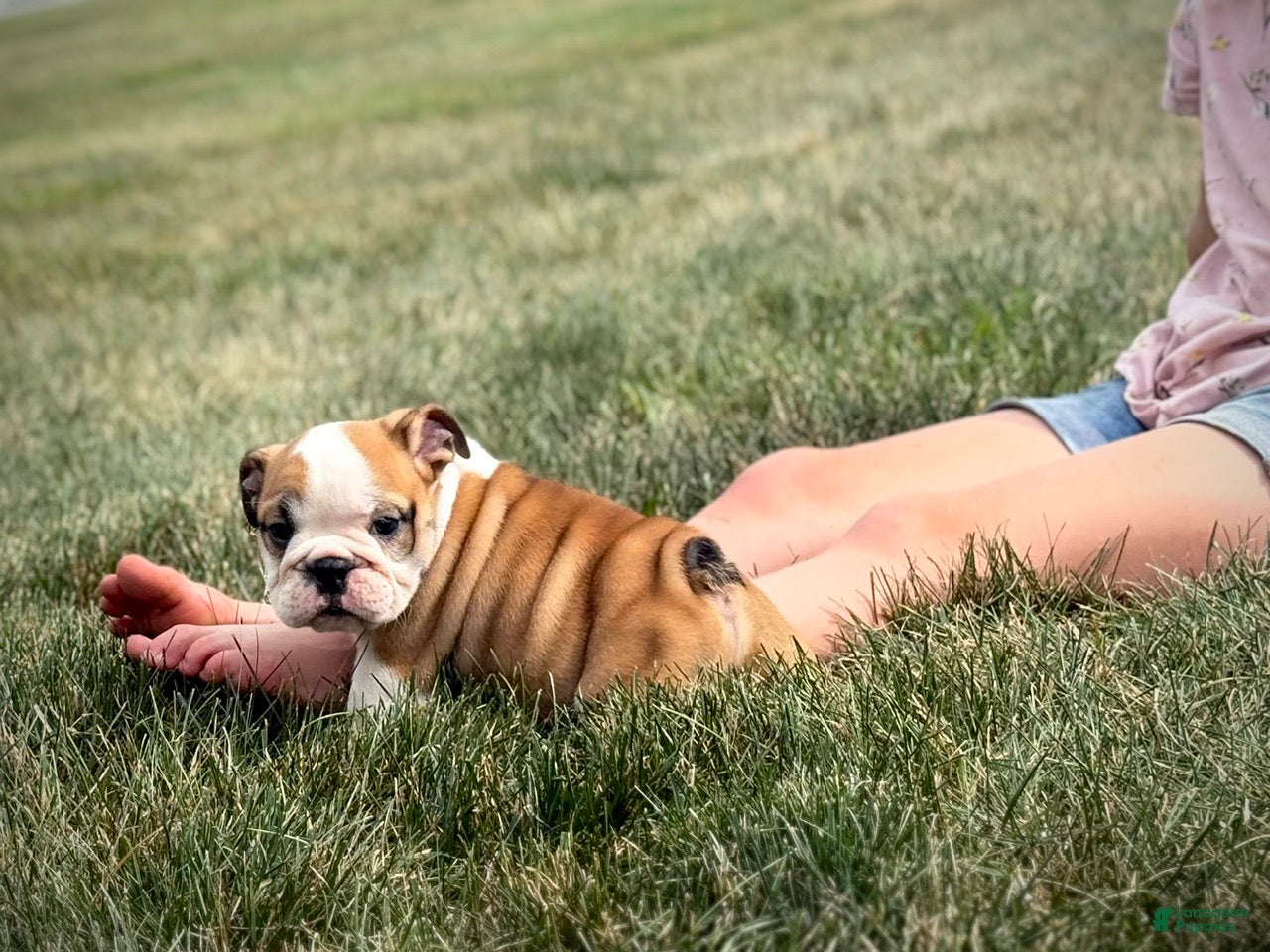 English Bulldog dogs Henry - Ad 2