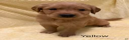 Golden Retriever dogs for sale: Yellow - Ad 2