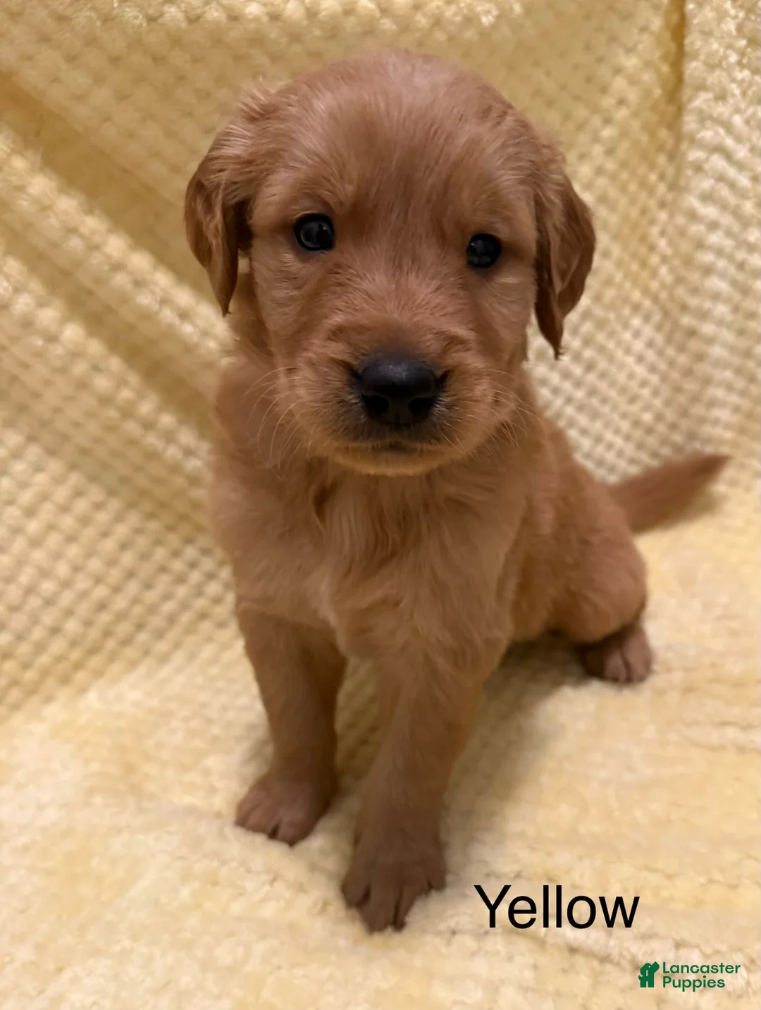 Golden Retriever dogs for sale: Yellow - Ad 2