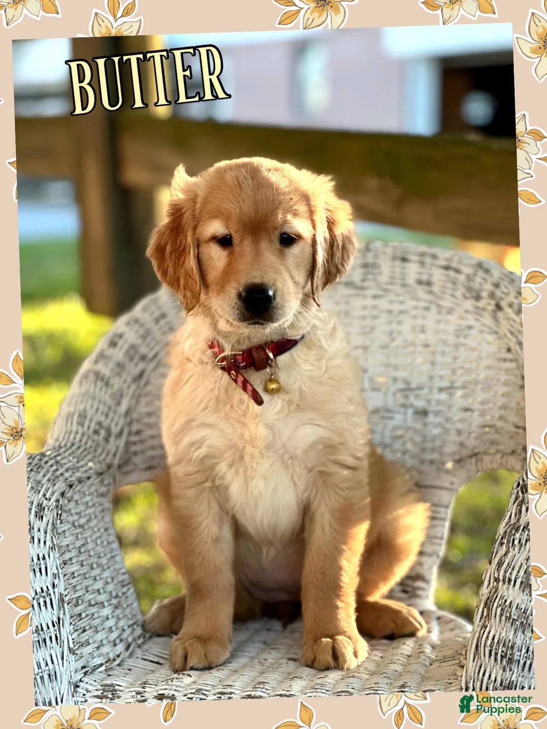 Golden Retriever dogs for sale: AKC Butter - Ad 1