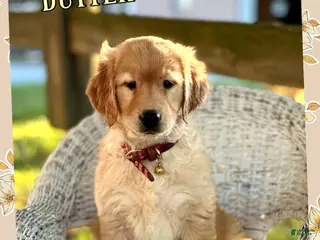 Golden Retriever dogs for sale: AKC Butter - Ad 1