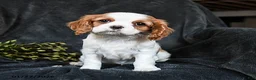 Cavalier King Charles Spaniel dogs for sale: Honey - Ad 2