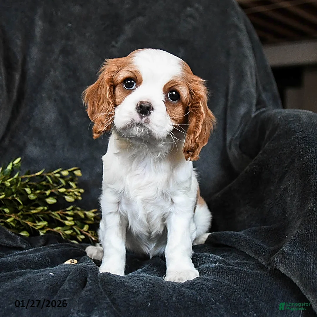 Cavalier King Charles Spaniel dogs for sale: Honey - Ad 2