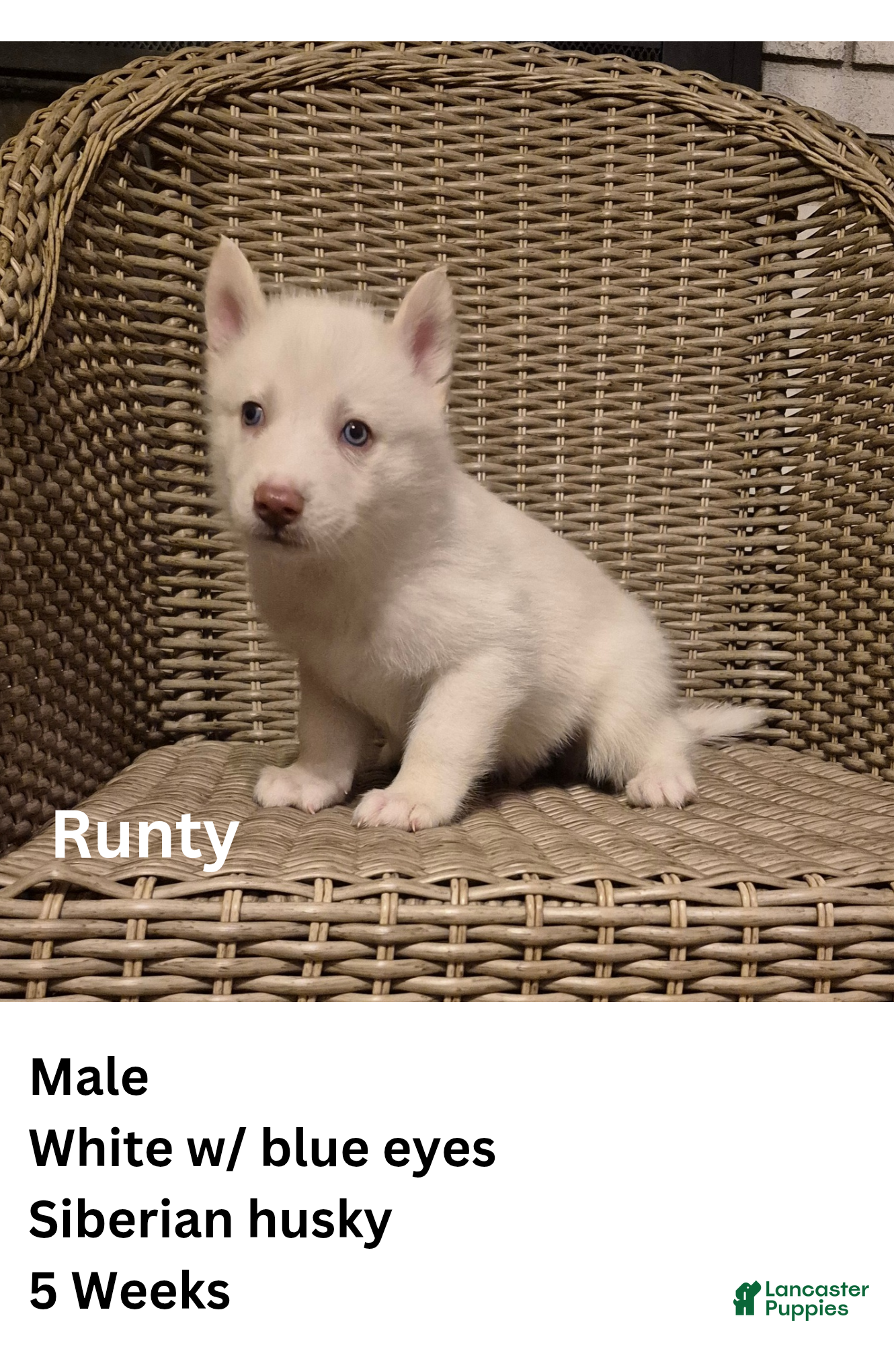 Siberian Husky dogs Runty - Ad 6