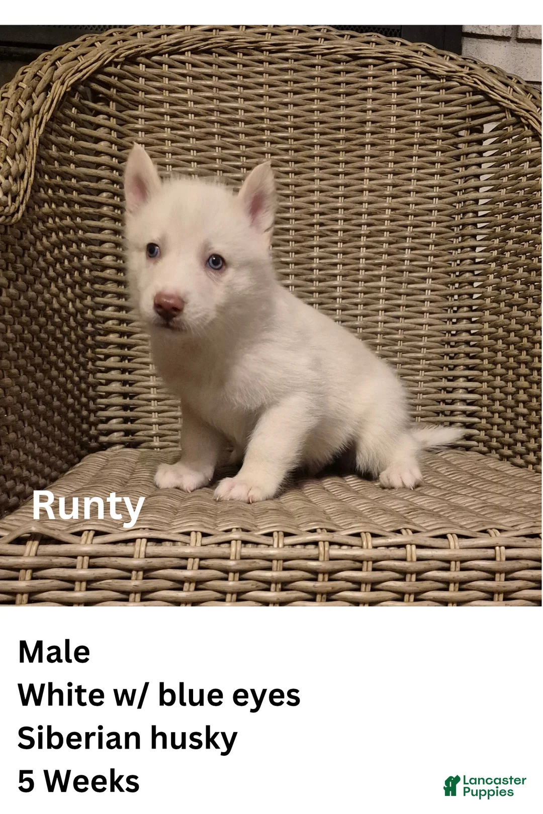Siberian Husky dogs for sale: Runty - Ad 1