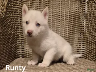 Siberian Husky dogs Runty - Ad 6