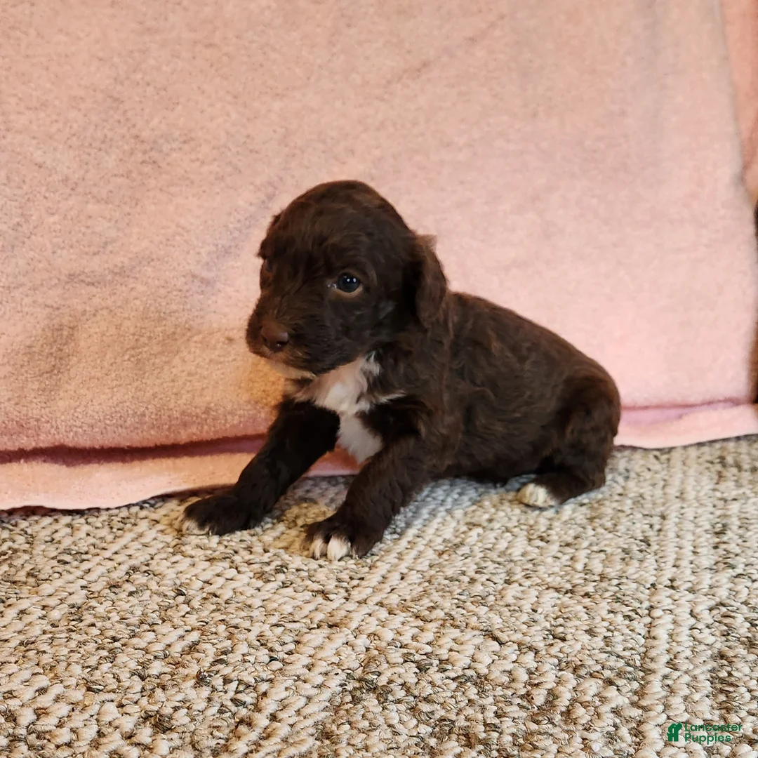 Portuguese Water Dog dogs for sale: Brownie  - Ad 1