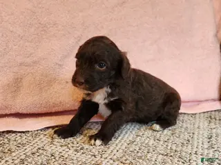 Portuguese Water Dog dogs Brownie - Ad 28