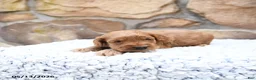 Cavapoo dogs for sale: Franklin - Ad 9