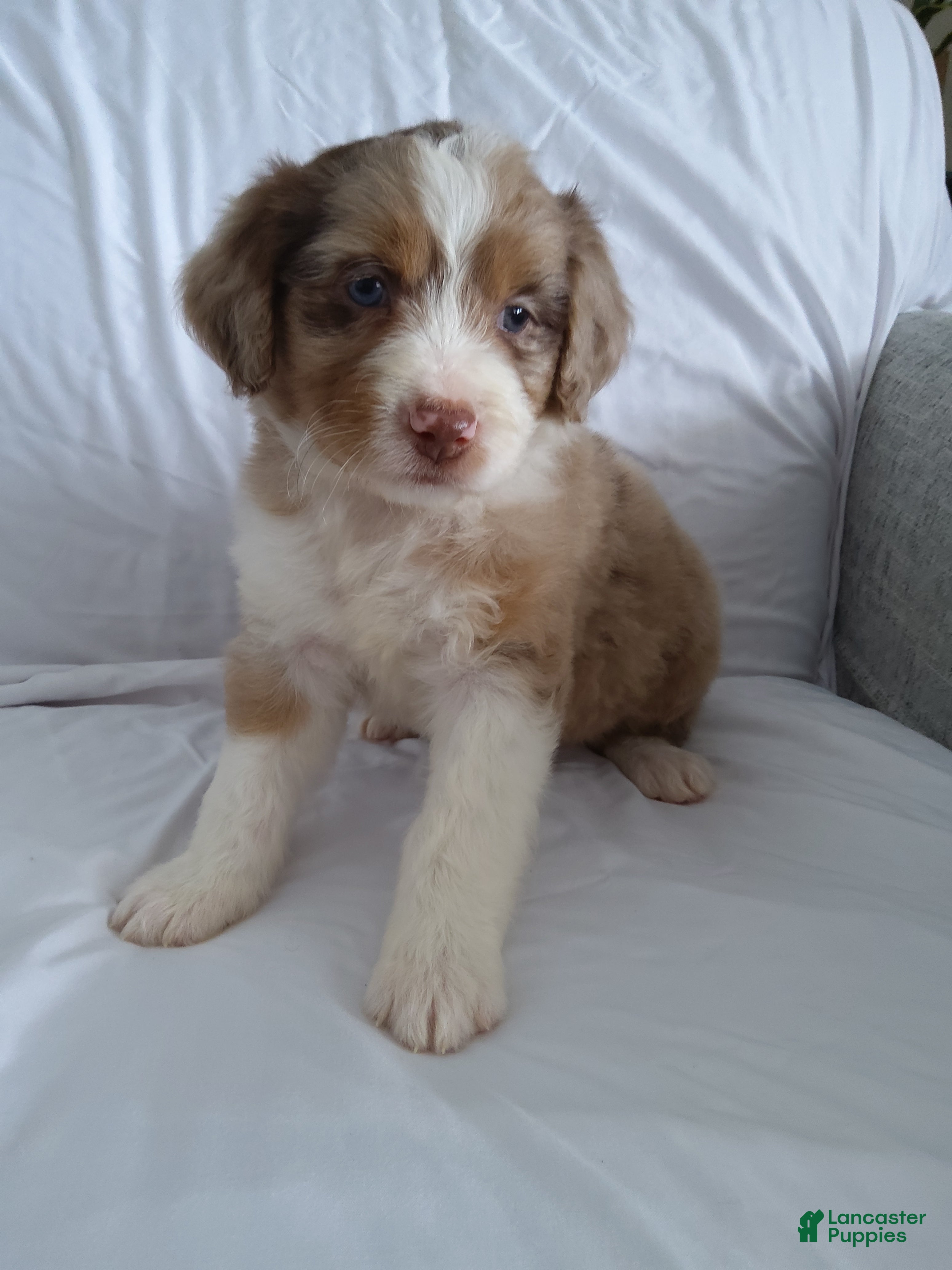 Aussiedoodle dogs Cori - Ad 12