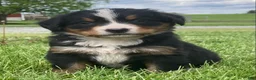 Bernese Mountain Dog dogs for sale: Paris  - Ad 1