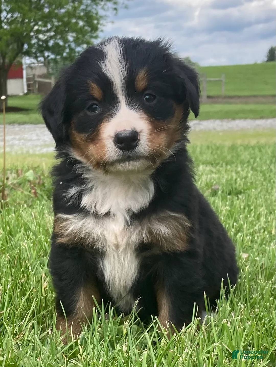 Bernese Mountain Dog dogs for sale: Paris  - Ad 1