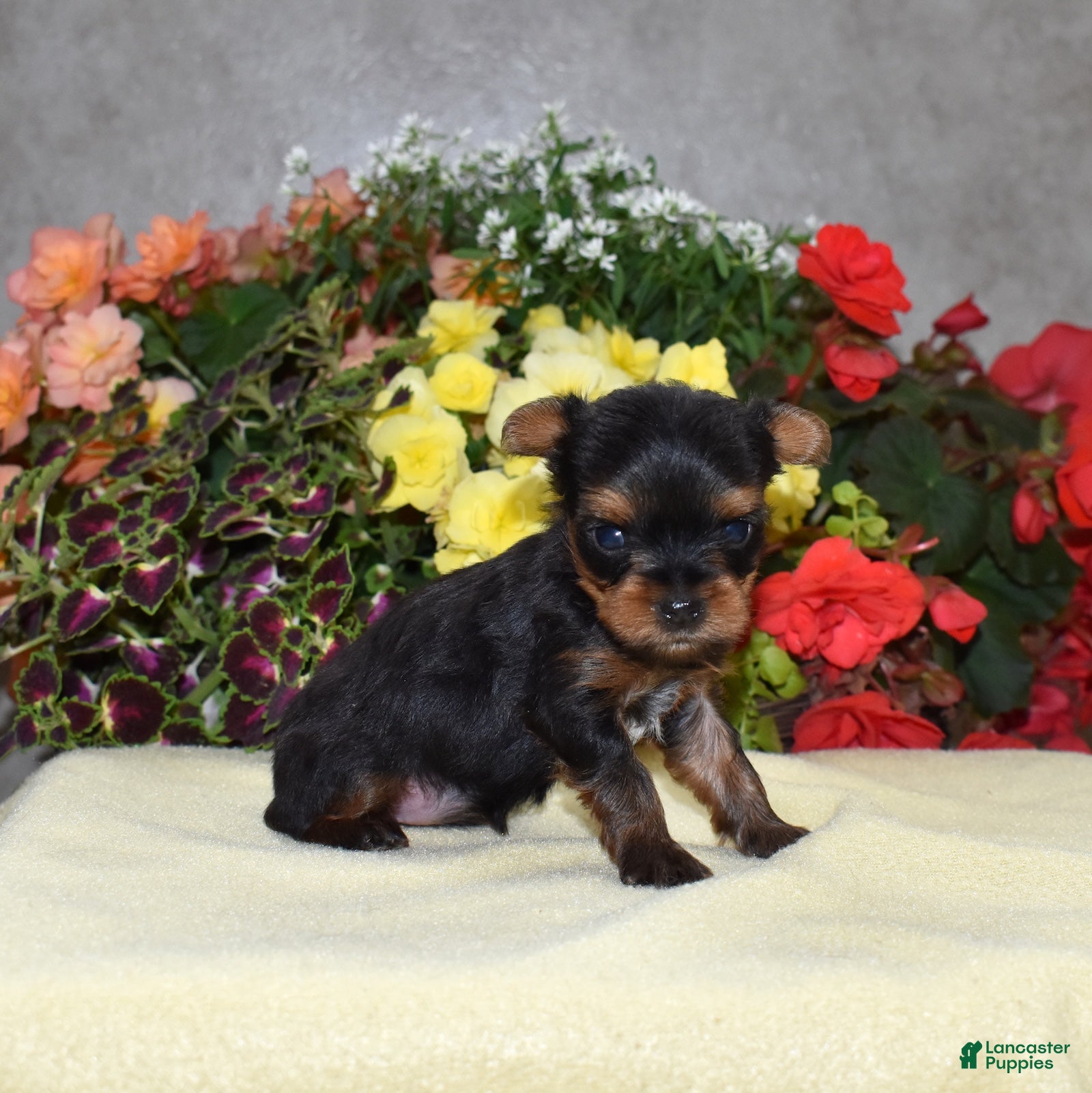 Yorkshire Terrier dogs Cora | Teacup  - Ad 2