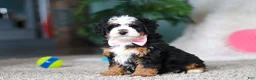 Mini Bernedoodle dogs for sale: Ruby - Ad 3