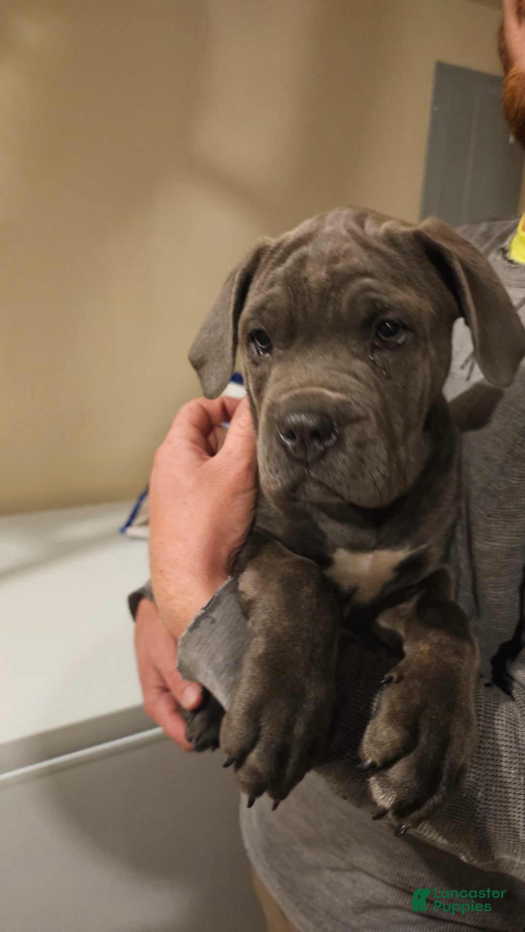 Mixed Breed dogs for sale: Clare - Image 1