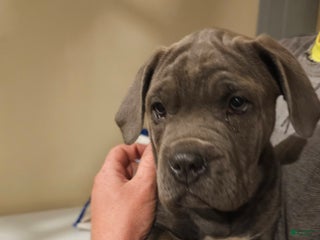 Mixed Breed dogs - Ad 13