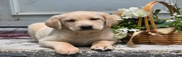 Labradoodle dogs for sale: Sunshine  - Ad 2