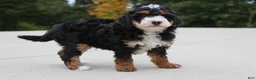 Mini Bernedoodle dogs for sale: Willy  - Ad 4