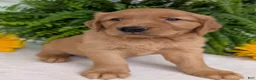Golden Retriever dogs for sale: Buddy  - Ad 13