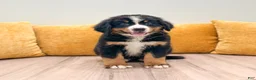 Bernese Mountain Dog dogs for sale: Katy - Ad 1