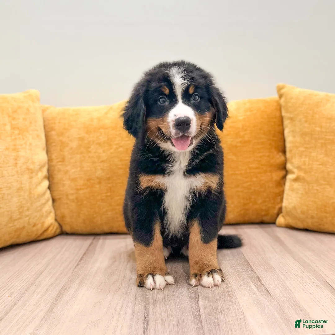 Bernese Mountain Dog dogs for sale: Katy - Ad 1