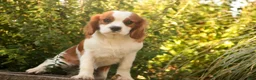 Cavalier King Charles Spaniel dogs for sale: Lincoln Cavalier King Charles Spaniel  - Ad 1