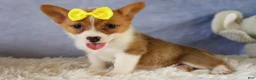 Welsh Corgi Pembroke dogs for sale:  Yvonne 🎀 - Ad 9