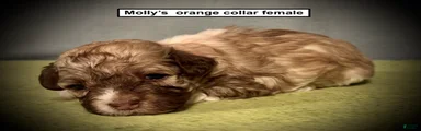 AKC Molly's Orange Collar Female