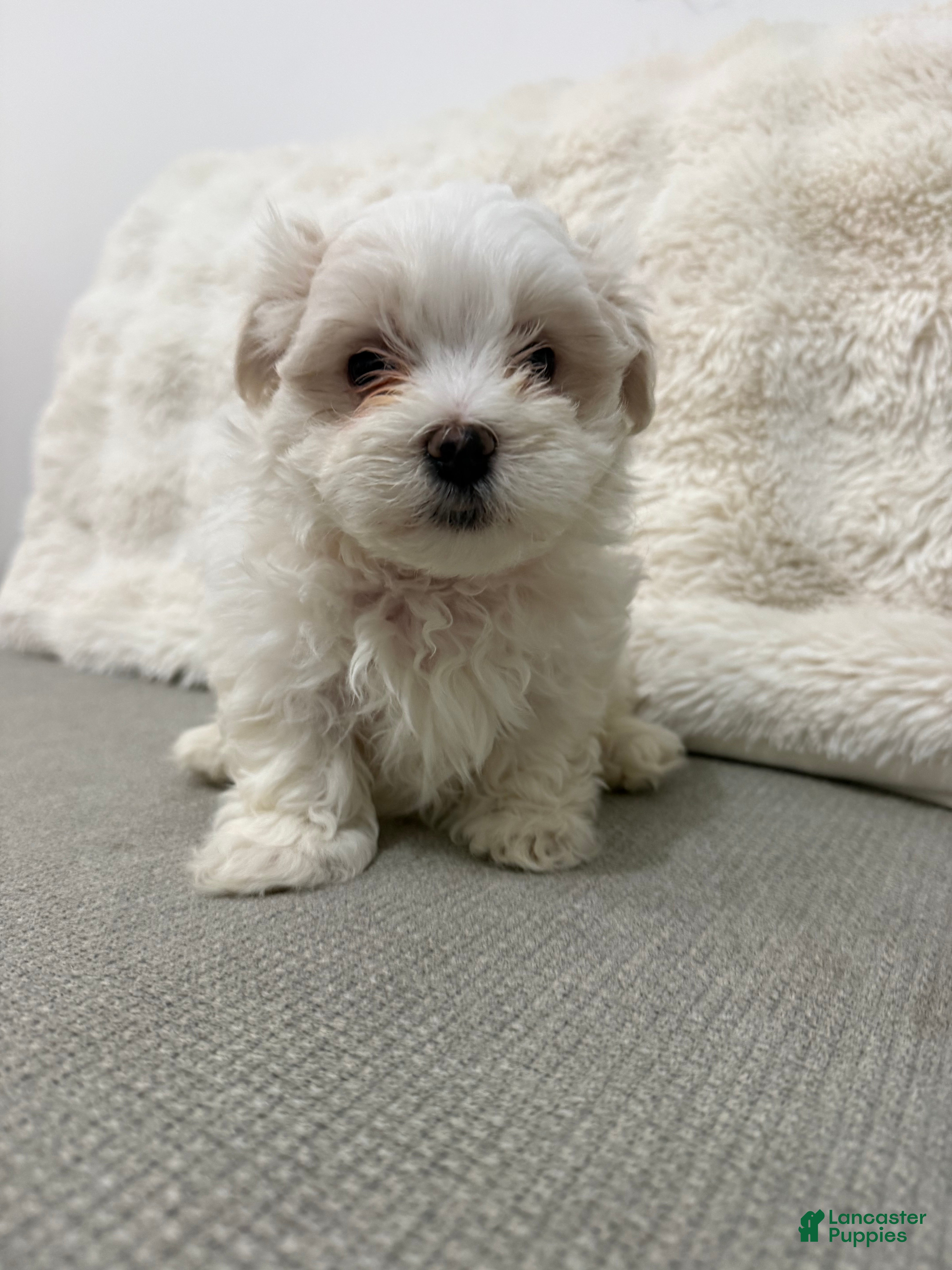 Maltese dogs for sale: Pumpkin - Ad 1