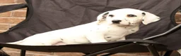 Dalmatian dogs for sale: Bella - Ad 9
