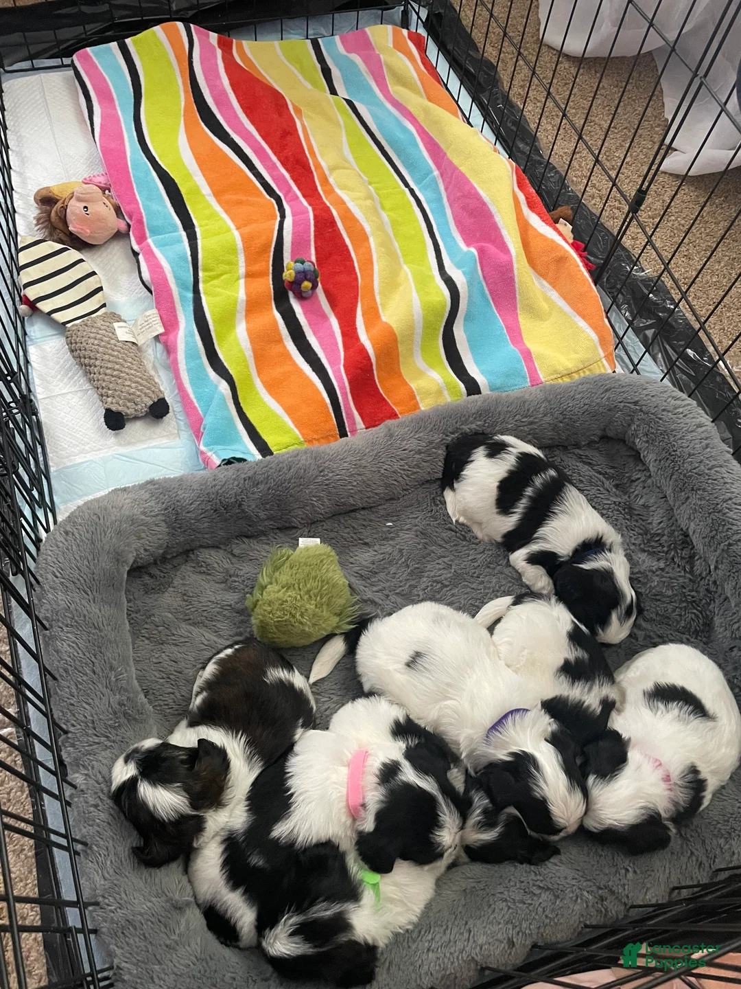 Mixed Breed dogs for sale: Poppy - Ad 9