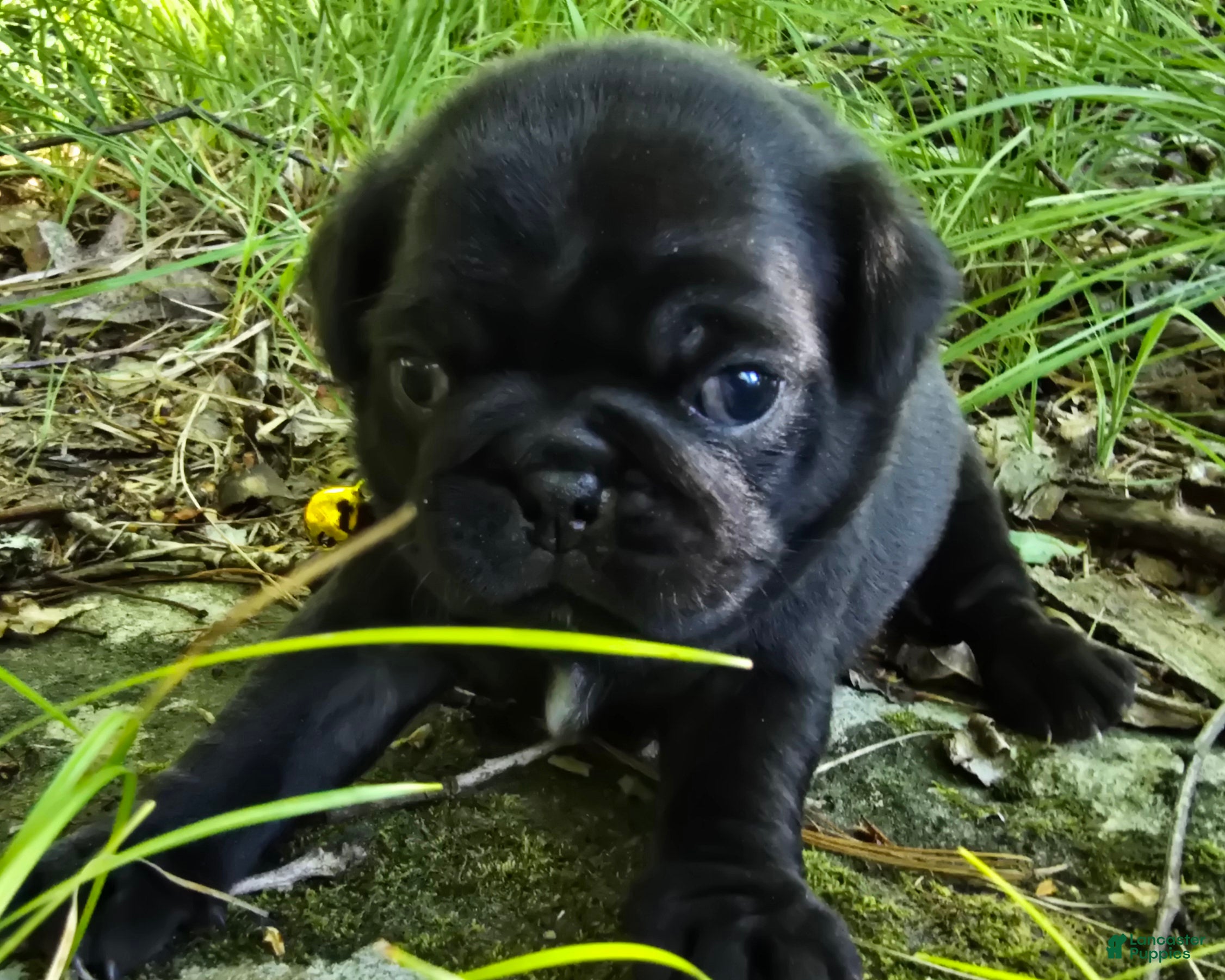 Pug dogs Brittney - Ad 1