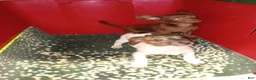 Chihuahua dogs for sale: Rat-Chi  - Ad 8