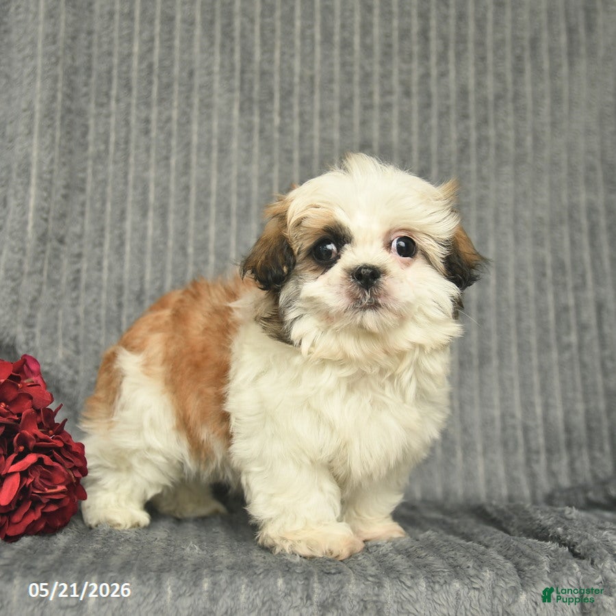 Malshi dogs Blake - Ad 2