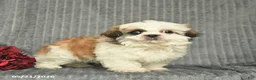 Malshi dogs for sale: Blake - Ad 3