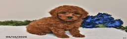 Miniature Poodle dogs for sale: Milo - Ad 4