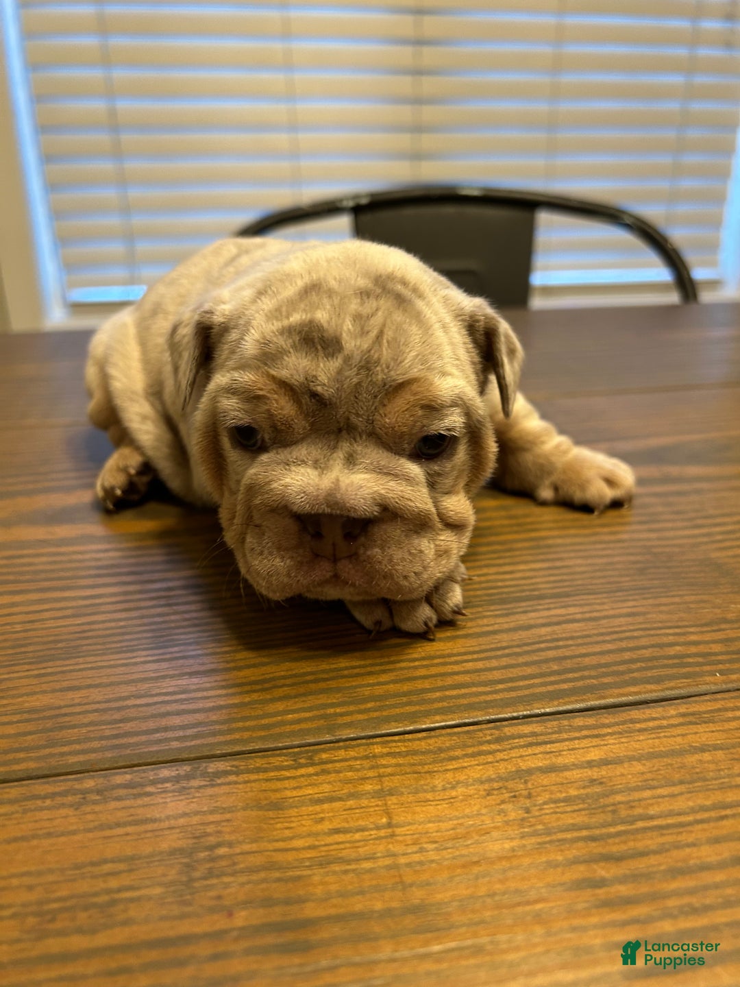 English Bulldog dogs for sale: English Bulldog Puppy 2 - Ad 8