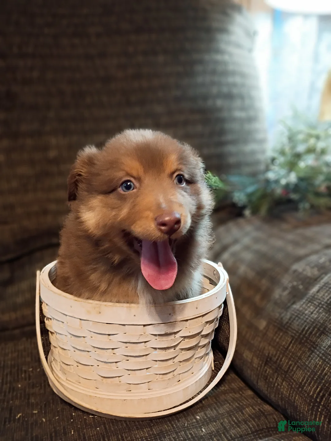 Australian Shepherd dogs for sale: Buster - Ad 1