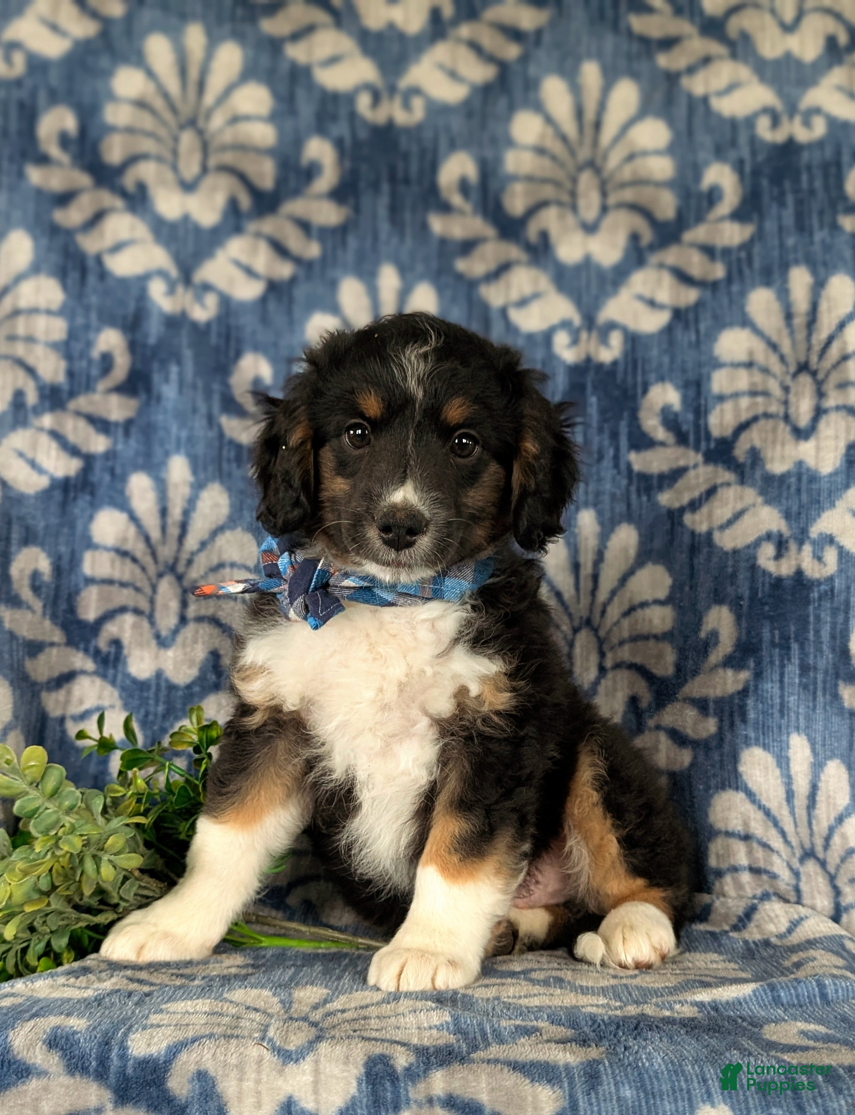 Mini Aussiedoodle dogs for sale: Karl - Ad 2
